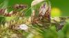 Nysius sp.
